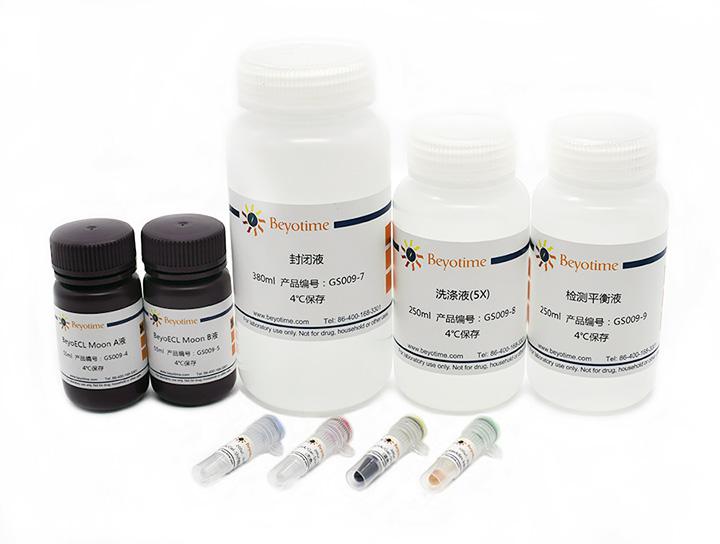 化学发光法EMSA试剂盒